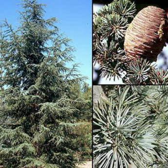 Cedrus Atlantica