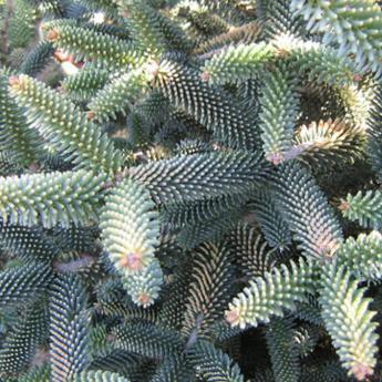 Abies Pinsapa Aureum