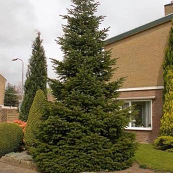 Abies Nordmanniana