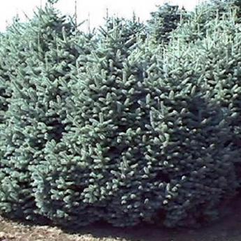 Abies Lasocarpa Glauca