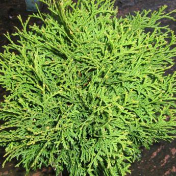 Thuja Occidentalis Tiny Tim