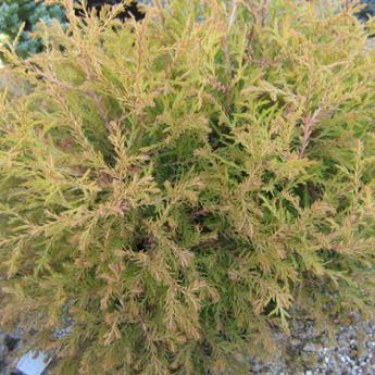 Thuja Occidentalis Rheingold