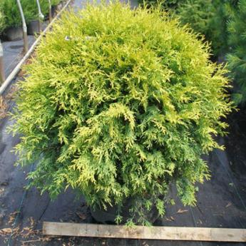 Thuja Occidentalis Golden Globe
