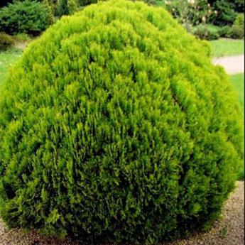 Thuja Occidentalis Danica