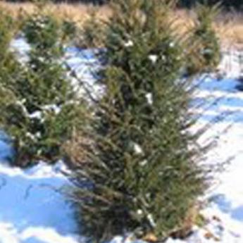 Taxus Baccata Pyramide 4 faces