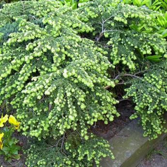 Taxus Baccata Repandens