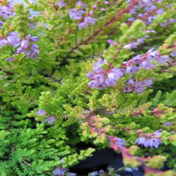 Calluna Vulgaris Boskoop