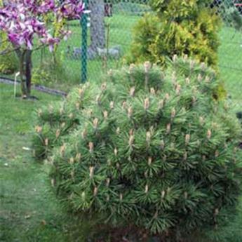 Pinus Nigra Pierrick Bregeon