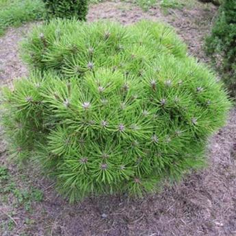 Pinus Nigra Marie Bregeon