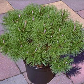 Pinus Mugo Mughus