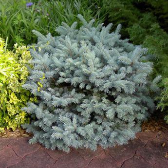 Pices Pungens Glauca Globosa