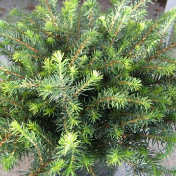 Picea Omorika Karel