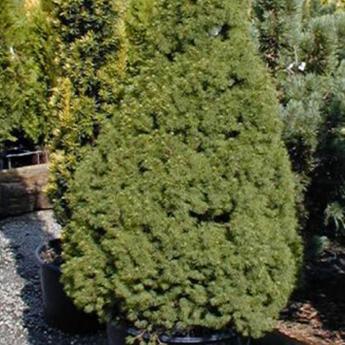 Picea Glauca Conica