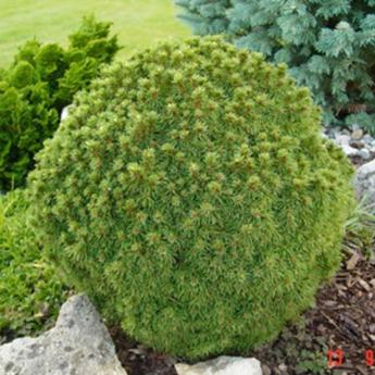 Picea Glauca Alberta Globe