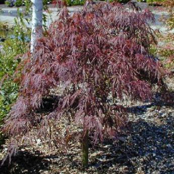 Palmatum Dissectum