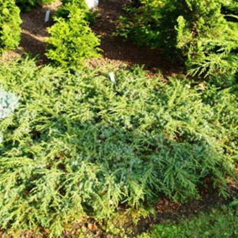 Juniperus Communis Green Carpet