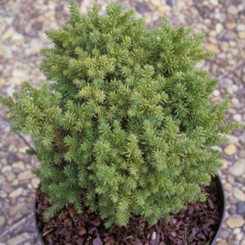 Cryptomeria Japonica Vilmoriniana