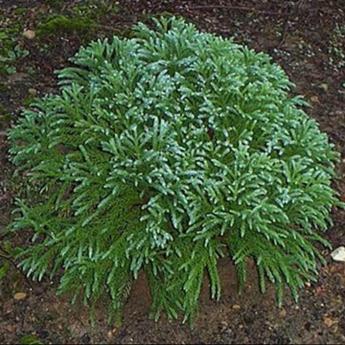 Cryptomeria Japonica Globosa Nana