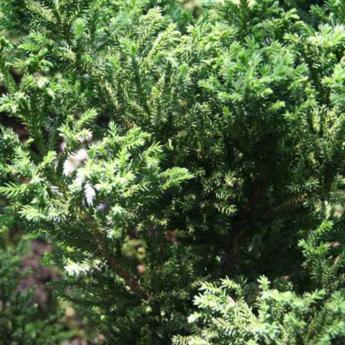 Cryptomeria Japonica BandaÏ Sugi