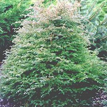 Chamaecyparis Pisifera Squarosa Lombarts