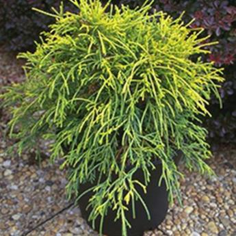 Chamaecyparis Pis. Filifera Aurea