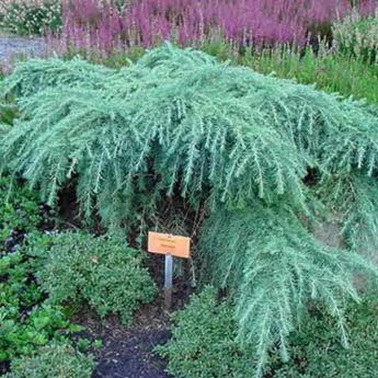 Cedrus Deodara Feeling Blue