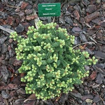 Abies Balsamea Piccolo
