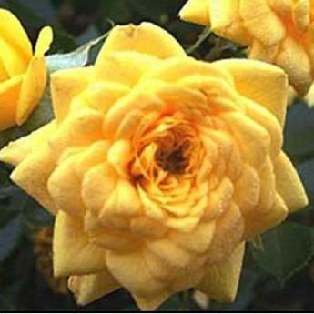 Bijou d'or