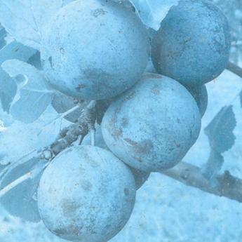 Ferbleue