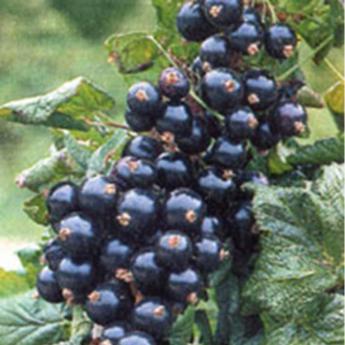 Noir de Bourgogne