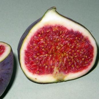Ficus Carica