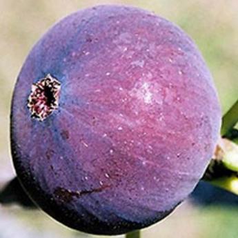 Ficus Carica