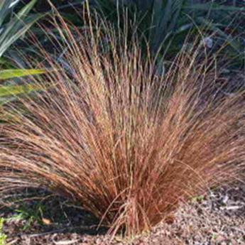 Carex Buchananii