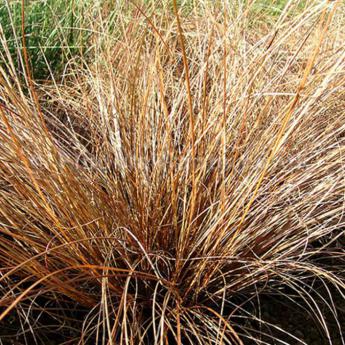 Carex Comans Bronze Form