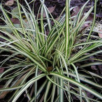 Carex Morrowii Variegata