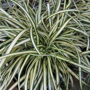 Carex Oshimensis Ever Gold