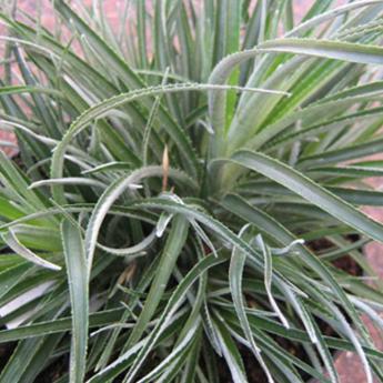 Fasicularia Bicolor