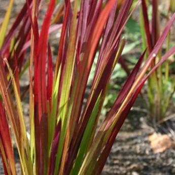 Imperata Cylindrica Red Baron