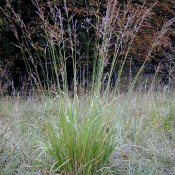 Molinia Arundinacea