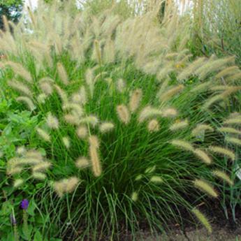 Pennisetum Alopecuroides