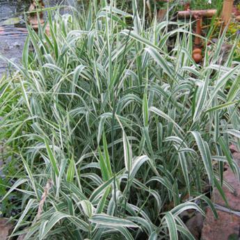 Phalaris Arundinacea Picta