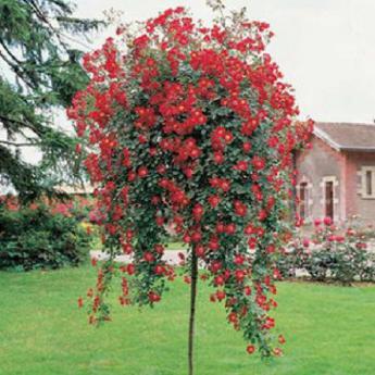 Rouge Meillandecor