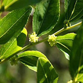 Ziziphus Ziziphus