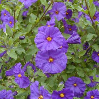 Solanum Rantonnetii