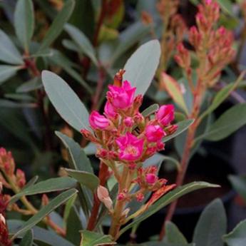 Rhaphiolepsis Delacourii Coates Crimson