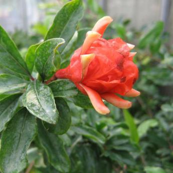 Punica Granatum Rubrapleno