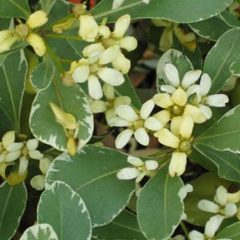 Pittosporum Tobira