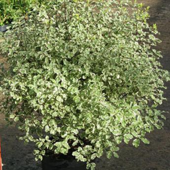 Pittosporum Tenuifolium Variegatum