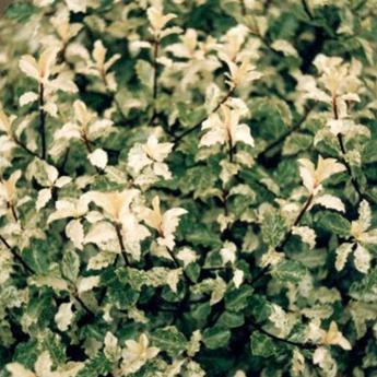 Pittosporum Tenuifolium Irene Patterson