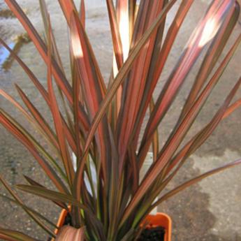 Phormium Tenax Pink Panther